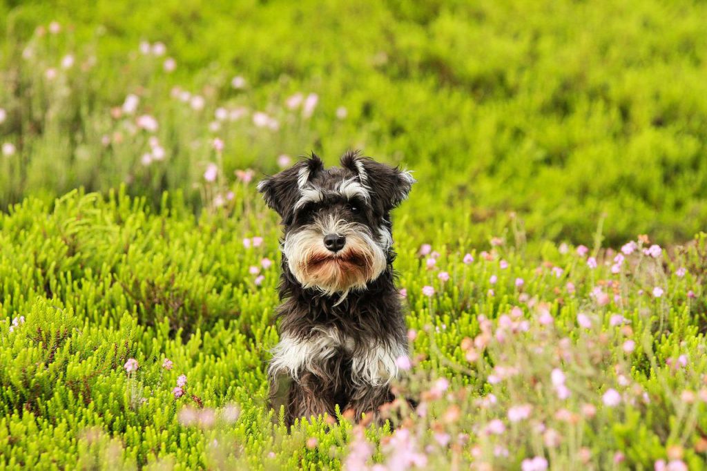 Z jakiego powodu psy zjadają trawę?